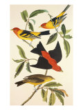Louisiana Tanager, Scarlet Tanager