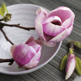 Buy Magnolia on a Bowl at AllPosters.com