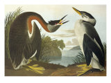 Red-Necked Grebe