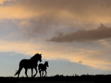 Mare and Foal