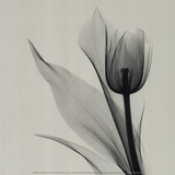 Tulip Art Print