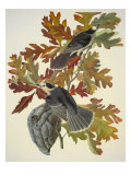 Canada Jay