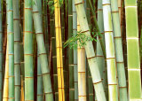 Buy Bamboo Forest, Sagano, Japan at AllPosters.com