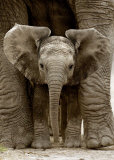Buy Baby Elephant at AllPosters.com