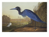 Blue Crane Or Heron