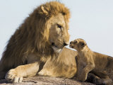 Lion Cub and Male Adult, Kenya