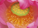 Buy Pink Lotus Flower at AllPosters.com
