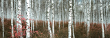 Silver Birch Forest, China Art Print