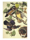 Summer Or Wood Duck