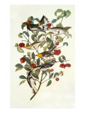 Audubon's Warbler