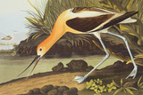 American Avocet