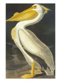 American White Pelican