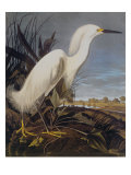 Snowy Heron Or White Egret
