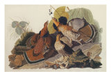 Ruffed Grouse
