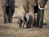 Buy Baby Elephant, Masa Mara, Kenya at AllPosters.com