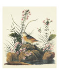 Yellow-Winged Sparrow