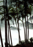 Buy Palm Trees at AllPosters.com