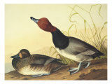Red-Headed Duck