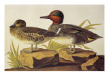 American Green-Winged Teal