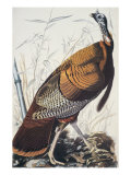 Wild Turkey