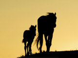 Two Mustangs