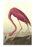 American Flamingo