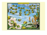 Buy A Swarm of Spelling Bees at AllPosters.com