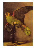 Parrot