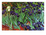 Buy Irises at AllPosters.com