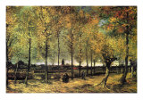 Lane with Poplars