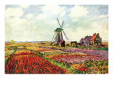 Tulips of Holland