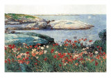 Poppies, Isle of Shoals