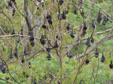 Buy Flying Foxes Resting in Tree, Yarra Bend Park, Melbourne, Victoria, Australia, Pacific at AllPosters.com