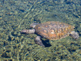 Satoalepai Turtle Pool, Savaii Island, Western Samoa, South Pacific, Pacific