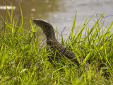 Buy Nile Monitor Lizard (Varanus Nicolitus), Masai Mara National Reserve, Kenya, East Africa, Africa at AllPosters.com
