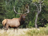 Buy Elk (Wapiti), Jasper National Park, Alberta, Canada, North America at AllPosters.com