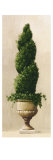 Roman Topiary I