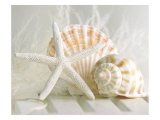Buy Cali Starfish I at AllPosters.com