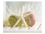 Buy Cali Starfish III at AllPosters.com