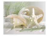 Buy Cali Starfish IV at AllPosters.com