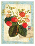 Buy Vintage Botanical Garden Print at AllPosters.com