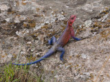 Agama Lizard (Agama Agama), Masai Mara National Reserve, Kenya, East Africa, Africa