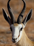 Springbok (Antidorcas Marsupialis), Kgalagadi Transfrontier Park, South Africa
