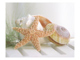 Cali Starfish II