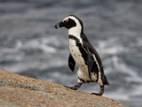 Buy African Penguin (Spheniscus Demersus), Simon's Town, South Africa, Africa at AllPosters.com