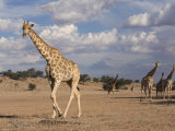 Buy Giraffe (Giraffa Camelopardalis), Kgalagadi Transfrontier Park, Northern Cape, South Africa, Africa at AllPosters.com