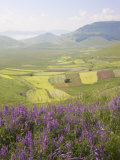 Fields of Lentils, Highland of Castelluccio Di Norcia, Norcia, Umbria, Italy, Europe