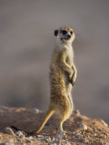 Buy Meerkat Sentinel (Suricatta Suricata), Kgalagadi Transfrontier Park, Northern Cape, South Africa at AllPosters.com