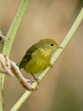 Yellow Warbler (Dendroica Petechia), Near Palmer, Alaska, United States of America, North America