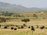 Cape Buffalo (Syncerus Caffer), Masai Mara National Reserve, Kenya, East Africa, Africa